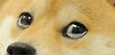 :shiba_larmes: