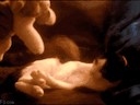 :gif_chaton: