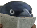 :Corbeau_1: