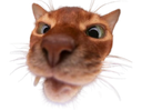 :Chat_zoom__: