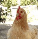:pouleblondin2: