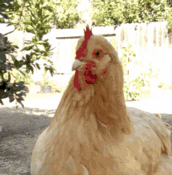 :pouleblondin2: