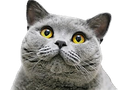 :chat_curieux2: