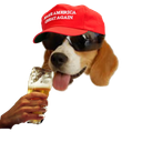 :chien_trumpiste: