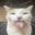 Photo de profil de meowsillymeow