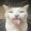 Photo de profil de meowsillymeow