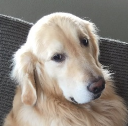 :goldenhesitant: