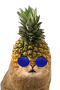 :ChatAnanasLn: