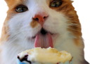 :Chat_glace: