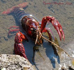 :ecrevisse_crayfish: