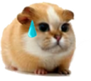 :Hamster_chat_sueur: