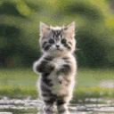 :chatdanse: