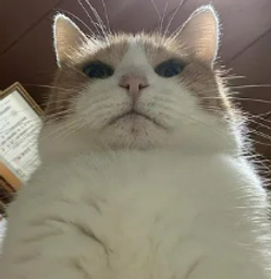 :Chat_juge: