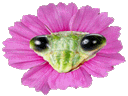 :mante_fleur: