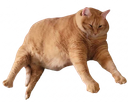 :Obesiteproblematique: