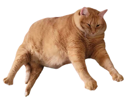 :Obesiteproblematique: