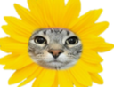 :CS_fleur: