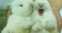 :lapincopain: