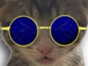 :chaton_redpill_zoom: