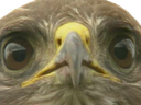 :Tagueuleputain: