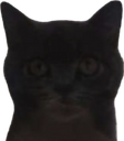 :cat_ua: