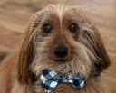 :chien_noeud_pap:
