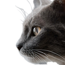 :Chat_reflexion_: