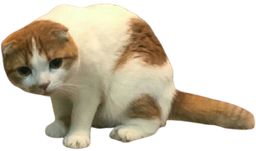 :ggomo3: