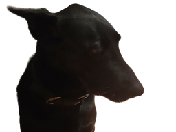:Chien_pardon: