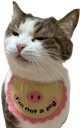 :Iamnotapig: