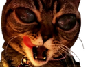 :aliencat: