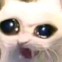 :Wtfcat:
