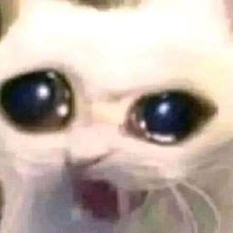 :Wtfcat: