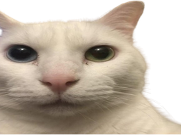:ChatRegardMeprisant: