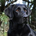 Labrador