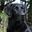 Photo de profil de Labrador