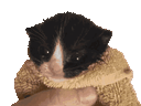 :minicat-gif: