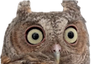 :hibouperplexe: