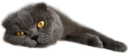:Chat_Fatigue_: