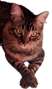:Mon_chat: