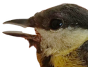 :Piou_piou: