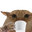 Photo de profil de PetitChat