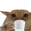 Photo de profil de PetitChat