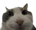 :chat_oh: