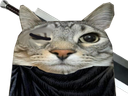 :CS_Berserk: