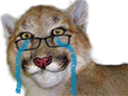 :lynx-pleure: