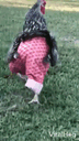 :pouleblondin3: