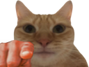 :chatdoigt: