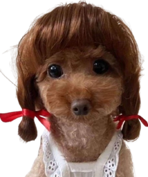:doggo_fille: