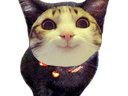 :chat_noir_marrant:
